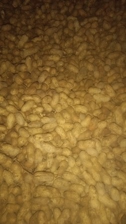 જી 41 માનવીનું બિયારણ વેચવાનું છે