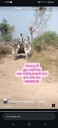 બરદ વેસવાના છે 
તિજી ધર