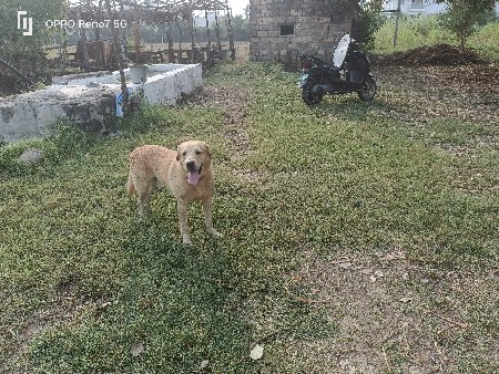 લેબ્રાં કુતરો