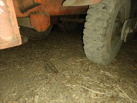 ટોલી વેચવાની છે