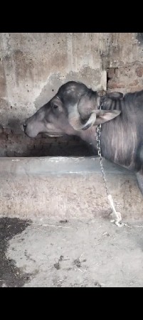 ભેંસ વેચવાની છે