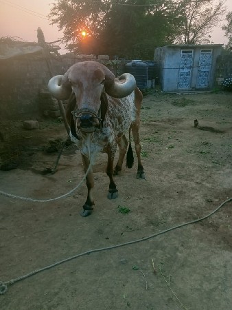 થંબનેલ 2