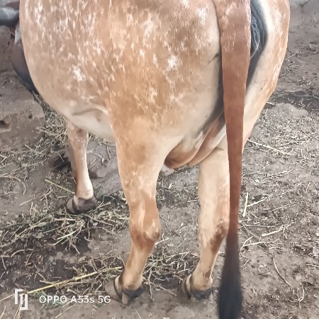 થંબનેલ 3