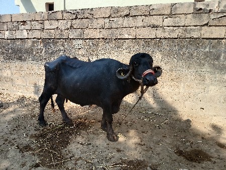 थंबनेल 3