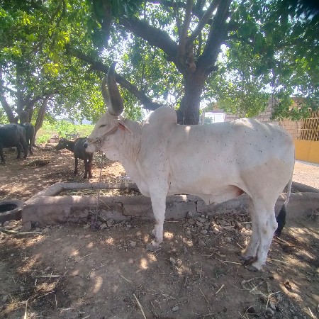 थंबनेल 3