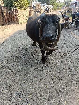 થંબનેલ 2