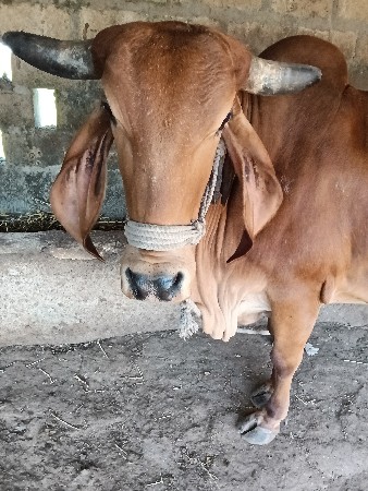 ગીર ગાય વેસવાની છે