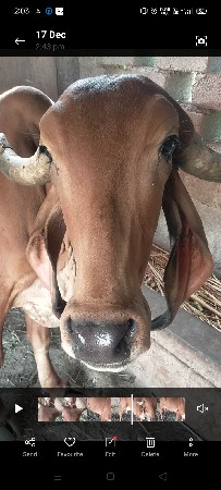 ગીર ગાય વેચવાની છે