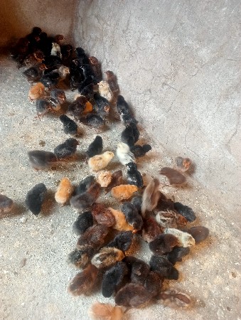 દેસી સોનાલી બશા વેશવાના છે