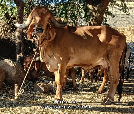 થંબનેલ 4