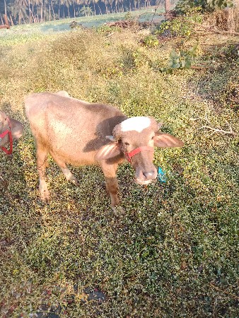 pado વેચવાનું che