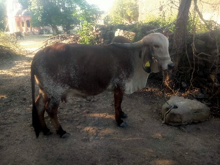 થંબનેલ 1