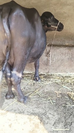 થંબનેલ 4