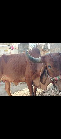 थंबनेल 2