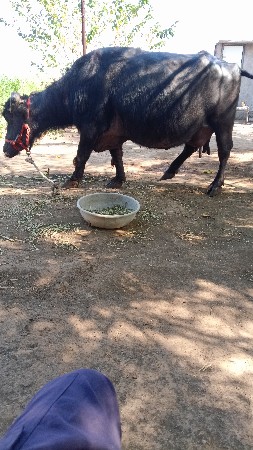 ભેંસ વેચવાની છે