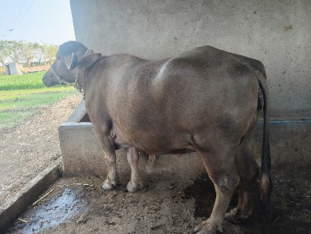 थंबनेल 2