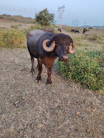 थंबनेल 2