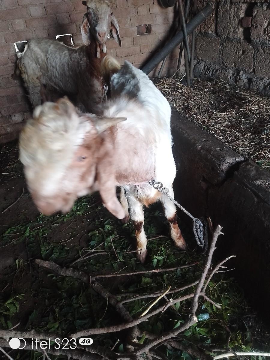 थंबनेल 3