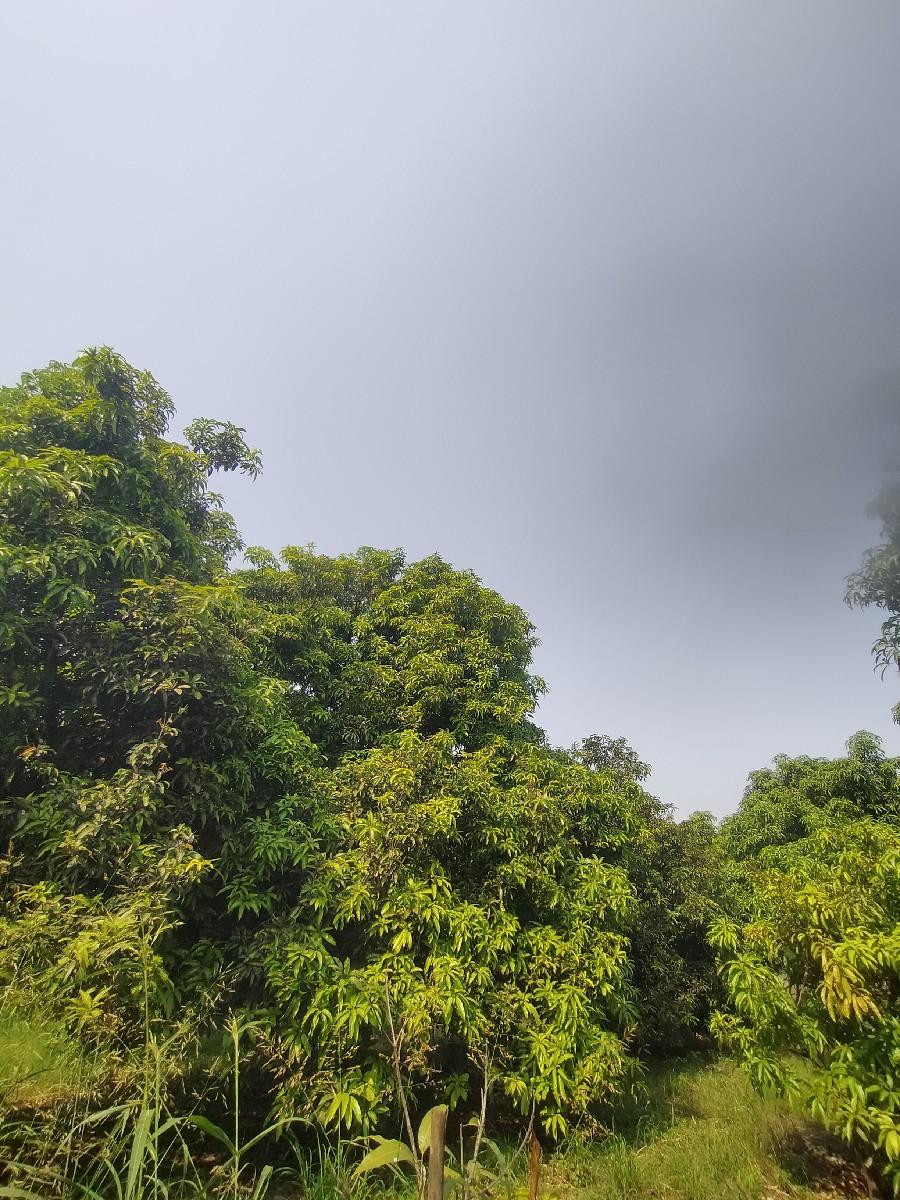 બગીચો ઇજારો દેવાનો છે