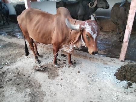 ગાય વેચવાનું છે