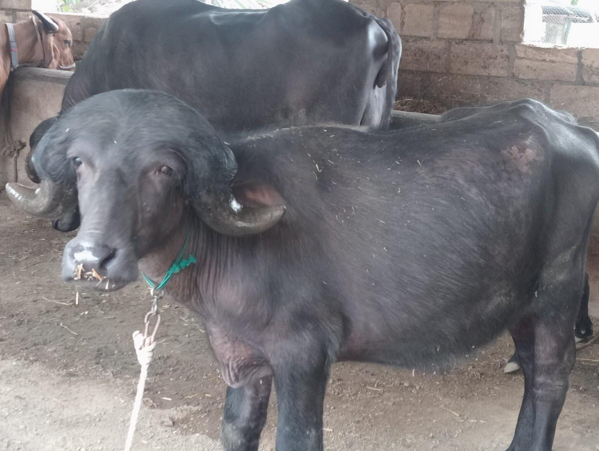 2 પાડા વેચવાના છે