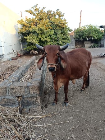 ગાય  (દેશી) વેચવાની છે.