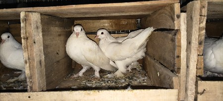 મોરપીંછ ફિમેલ હોય તો સાટા માલ છે