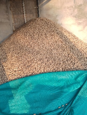 54 માંડવો