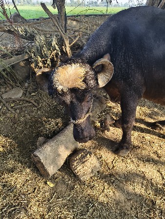 थंबनेल 3