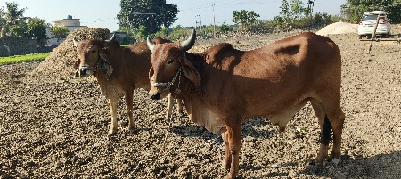 થંબનેલ 3