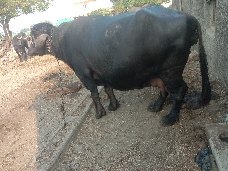 थंबनेल 3