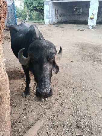 ભેંસ વેચવાની સે ૩જૂ વેતર