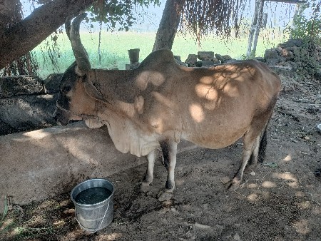 વેચવાની સે