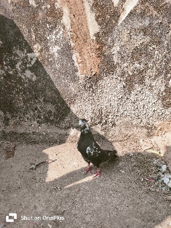 थंबनेल 3