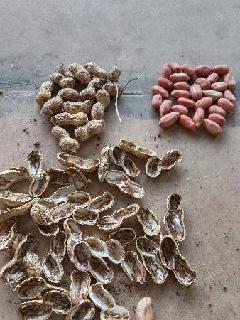 ૩૯ મગફડી