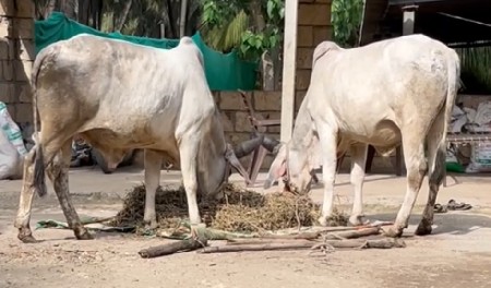 વઢિયાર ગોધલા વેચવાના છે