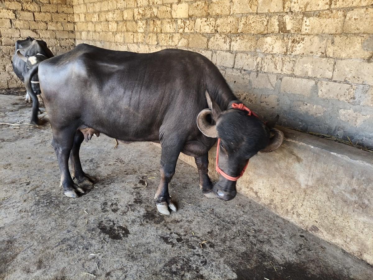 थंबनेल 4