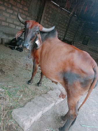 थंबनेल 3