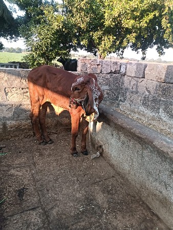 વાસળી વેચવાની છે
