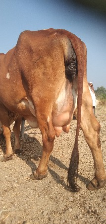 ઓરીજનલ ગીરગાય