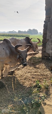 થંબનેલ 3