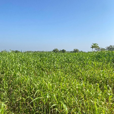 લીલી જવાર નો ચારો વેચવાનો છે