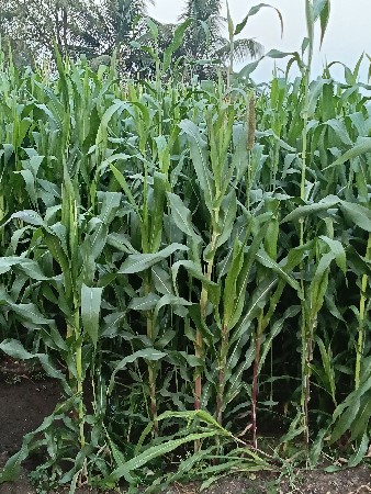 લીલી મકાઈ. વેચવાનિ. છે