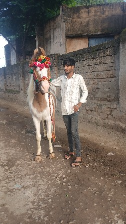 આ ઘોડી વેંચવાનું છે