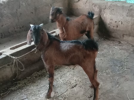 2 બકરા વેચવાના છે  10 મહિના ના