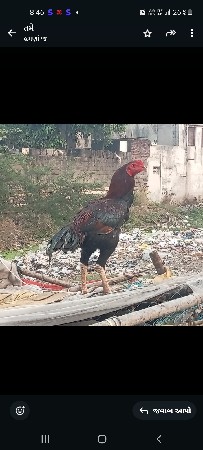 થંબનેલ 2