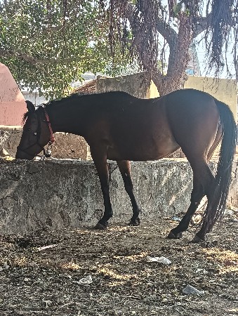 આ ધોડી વેસવાની સે સાટા કરવાના સે