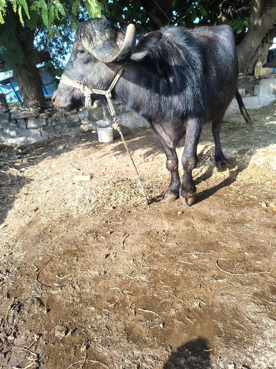 थंबनेल 1