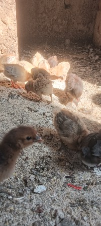 थंबनेल 3