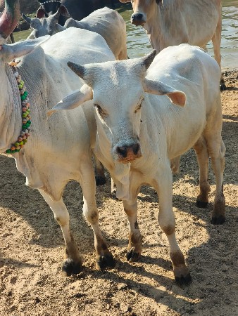 थंबनेल 3